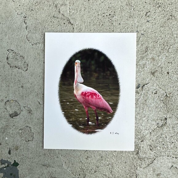Roseate Spoonbill Bird Notecard by RJ Wiley - Picture 3 of 12